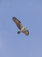 Eastern osprey (Pandion cristatus) with open wings soaring through the air near the coast. Osprey