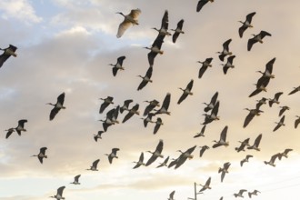 Large group of Australian white ibises (Threskiornis molucca) soaring across the blue sky. Flying