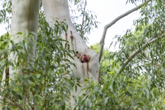 Cockatoo sitting in a eucalyptus tree hollow in the wild bush. Galah (Eolophus roseicapilla), Byron