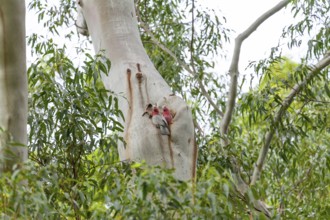 Two cockatoos sitting in a eucalyptus tree hollow in the wild bush. Pair of galahs (Eolophus