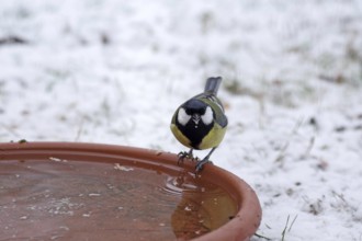 Great tit (Parus major), water, winter, drinking, snow, Germany, Fresh water is also important for
