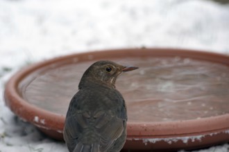 Blackbird (Turdus merula), female, water, winter, portrait, A bowl of water is important for