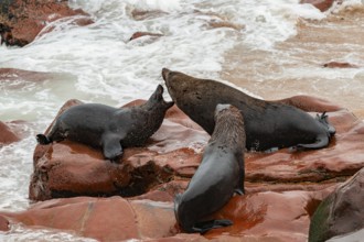 Male fur seals fighting for territory, Cape fur seal (Arctocephalus pusillus), Cape Cross, Atlantic