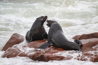 Seal colony, fur seal sleeping, Cape fur seal (Arctocephalus pusillus), Cape Cross, Atlantic coast,