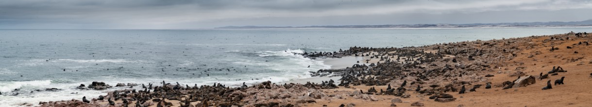 Panorama, seal colony by the sea, fur seal, Cape fur seal (Arctocephalus pusillus), Cape Cross,
