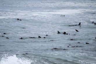 Seal colony, fur seals in the sea, Cape fur seal (Arctocephalus pusillus), Cape Cross, Atlantic