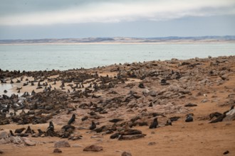Seal colony by the sea, fur seal, Cape fur seal (Arctocephalus pusillus), Cape Cross, Atlantic