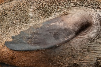 Detail, fin of a fur seal, Cape fur seal (Arctocephalus pusillus), Cape Cross, Atlantic coast,