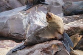 Fur seal sitting happily on rocks, animal doing yoga, Cape fur seal (Arctocephalus pusillus), Cape