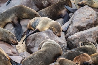 Seal colony, fur seal sleeping, Cape fur seal (Arctocephalus pusillus), Cape Cross, Atlantic coast,