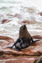 Fur seal, Cape fur seal (Arctocephalus pusillus), Cape Cross, Atlantic coast, Namibia