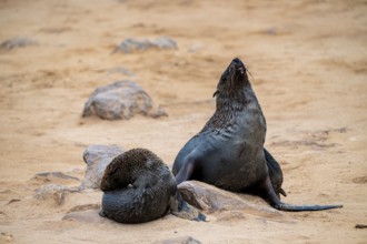 Fur seal, Cape fur seal (Arctocephalus pusillus), Cape Cross, Atlantic coast, Namibia