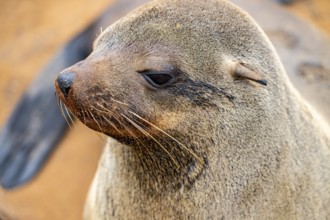 Animal portrait, fur seal, Cape fur seal (Arctocephalus pusillus), Cape Cross, Atlantic coast,