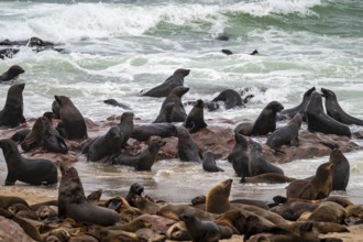 Seal colony, fur seal, Cape fur seal (Arctocephalus pusillus), Cape Cross, Atlantic coast, Namibia