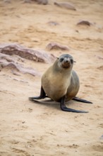 Fur seal, Cape fur seal (Arctocephalus pusillus), Cape Cross, Atlantic coast, Namibia