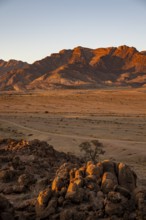 Desert landscape with Brandberg in morning light, at sunrise, Erongo, Damaraland, Namibia