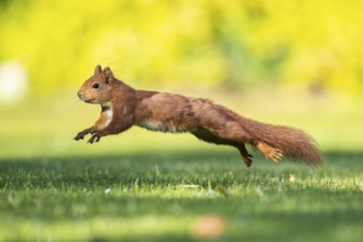 Running squirrel (ciurus vulgaris), Vechta, Lower Saxony, Germany