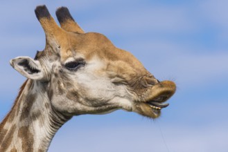 Giraffe (Giraffa) in the savannah, Kruger National Park, South Africa
