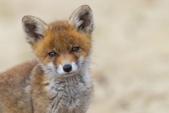 Fox (Vulpes vulpes), puppy, young fox, cute, Zandvoort, Netherlands