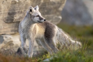 Arctic fox, snow fox or ice fox (Vulpes lagopus) Dombas, Dovrefjell, Norway