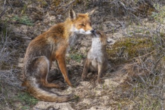Fox (Vulpes vulpes) with pup, Zandvoort, Netherlands