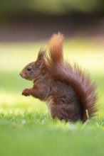 Squirrel (ciurus vulgaris), Vechta, Lower Saxony, Germany