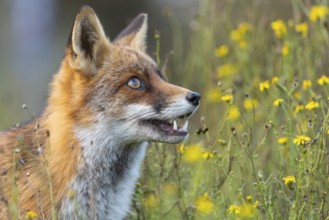 Portrait of a fox (Vulpes vulpes), Zandvoort, Netherlands