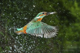 Kingfisher (Alcedo atthis) hunting, Vechta, Lower Saxony, Germany