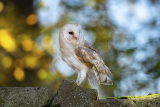Barn owl (Tyto alba) in the evening light, Oldenburger Münsterland, Vechta, Lower Saxony, Germany