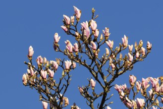 Flowering magnolia (Magnolia) in spring, Cloppenburg, Lower Saxony, Germany