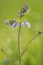 Aurora butterfly (Anthocharis cardamines) on meadowfoam, Oldenburger Münsterland, Vechta, Lower