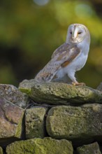 Barn owl (Tyto alba) in the evening light, Oldenburger Münsterland, Vechta, Lower Saxony, Germany