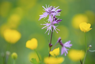 Cuckoo flower (Silene flos-cuculi), Vechta, Lower Saxony, Germany