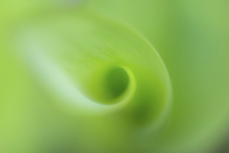 Lily of the valley (Convallaria majalis), Bakum, Lower Saxony, Germany