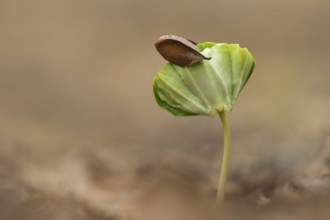 Seedling of a beech (Fagus sylvatica), Jasmund, Sassnitz, Mecklenburg-Western Pomerania, Germany