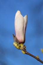 Flowering magnolia (Magnolia) in spring, Cloppenburg, Lower Saxony, Germany