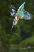 Kingfisher (Alcedo atthis) hunting, Vechta, Lower Saxony, Germany