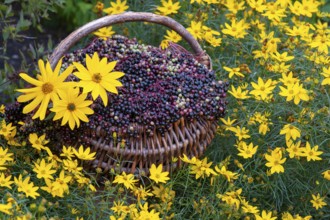 Elderberry (Sambucus), elderberries in a basket, Vechta, Lower Saxony, Germany