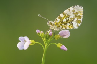 Aurora butterfly (Anthocharis cardamines) on meadowfoam, Oldenburger Münsterland, Vechta, Lower