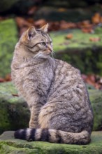 Wildcat (Felis silvestris), Neuhaus im Solling, Lower Saxony, Germany