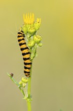 St James' ragwort (Tyria jacobaeae), caterpillar on St James' ragwort, Ahlhorn, Lower Saxony,