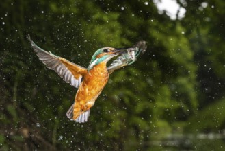 Kingfisher, Alcedo atthis, Vechta, Lower Saxony, Germany