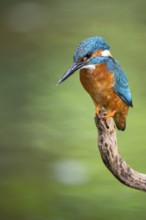 Kingfisher (Alcedo atthis) on a perch, Vechta, Lower Saxony, Germany