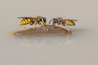 Wasps (Vespinae), Vechta, Lower Saxony, Germany