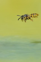 Wasps (Vespinae) in flight, Vechta, Lower Saxony, Germany