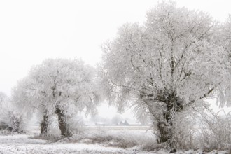 Willows in snow, winter, Vechta, Lower Saxony, Germany