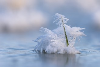 Ice crystals on a blade of grass in winter, hoarfrost, Goldenstedt, Lower Saxony, Germany
