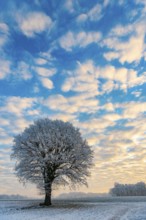 Tree in hoarfrost in winter, Vestrup, Oldenburger Münsterland, Lower Saxony, Germany