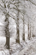 Trees in hoarfrost in winter, Allee, Vechta, Lower Saxony, Germany