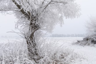 Winter willows in snow, Vechta, Lower Saxony, Germany